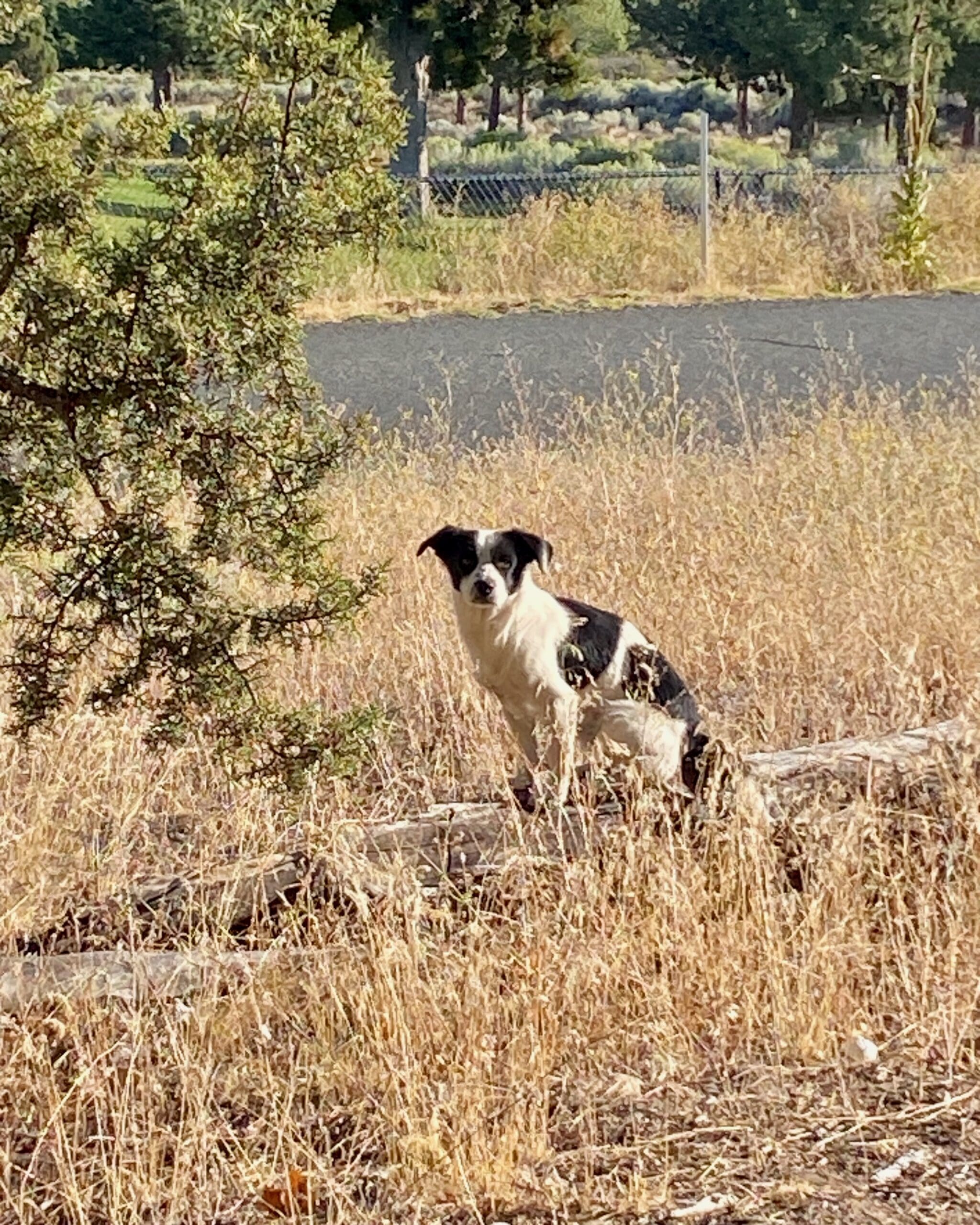 Shastina_strays_last_male_sunning