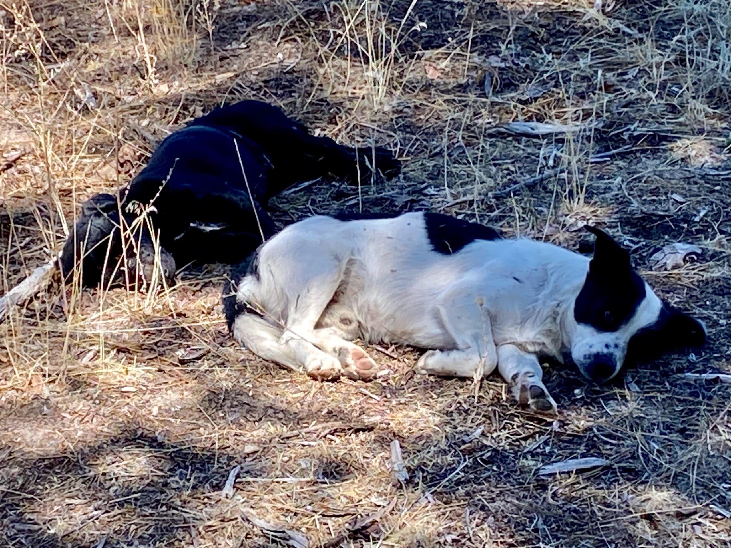 Shastina_strays_napping