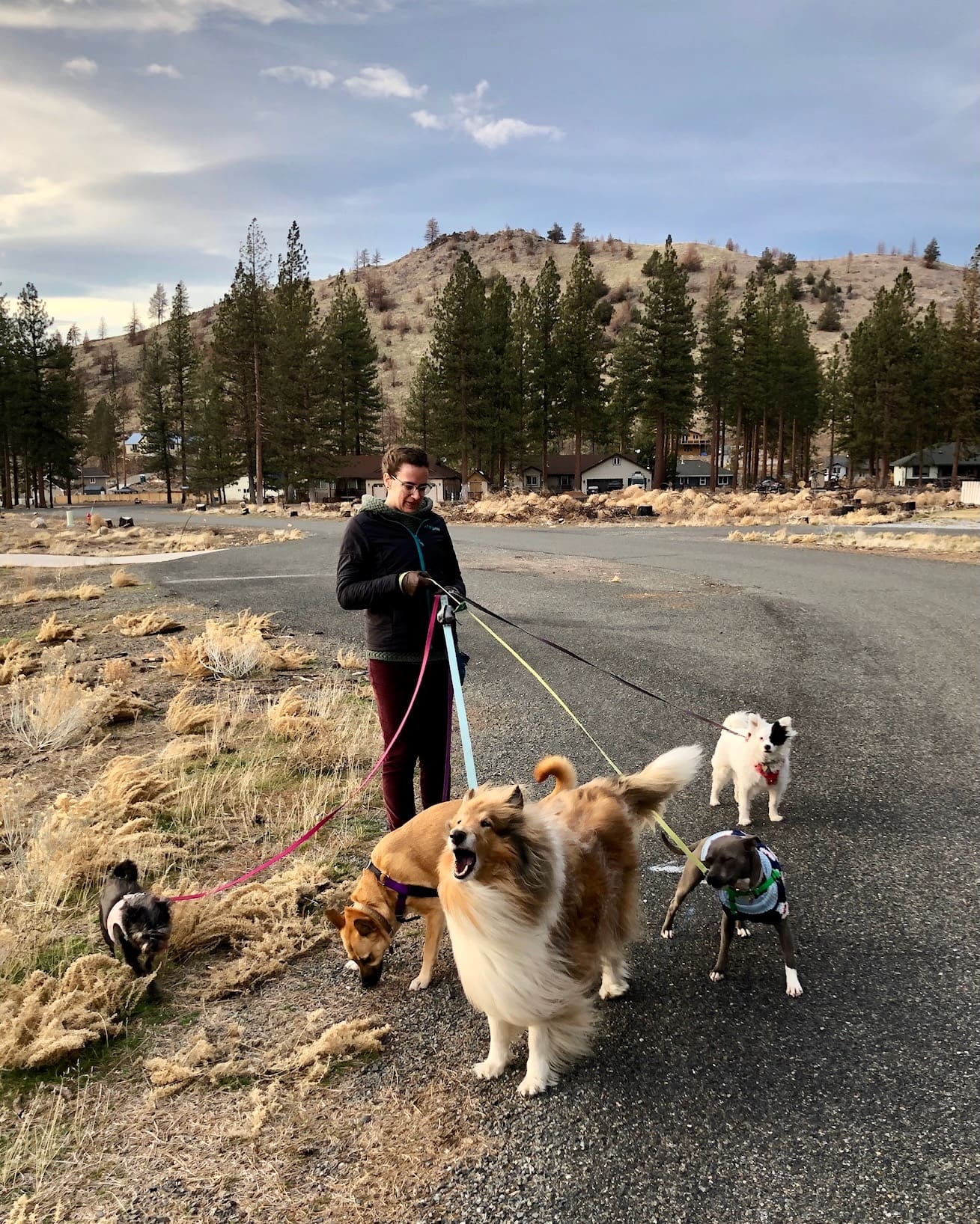 Ali’s_five_dog_pack