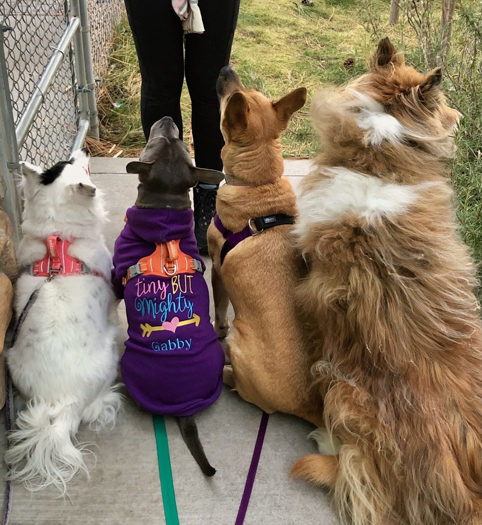 Ali’s_pack_on_sit