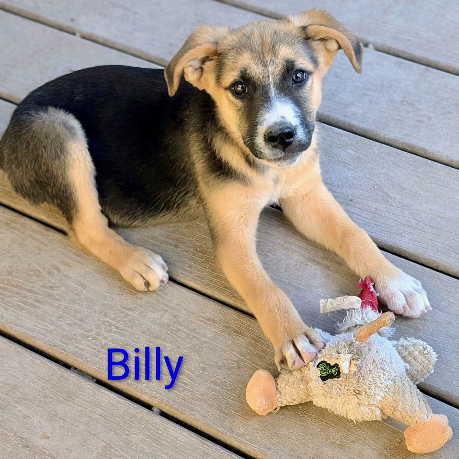 Billy_puppy