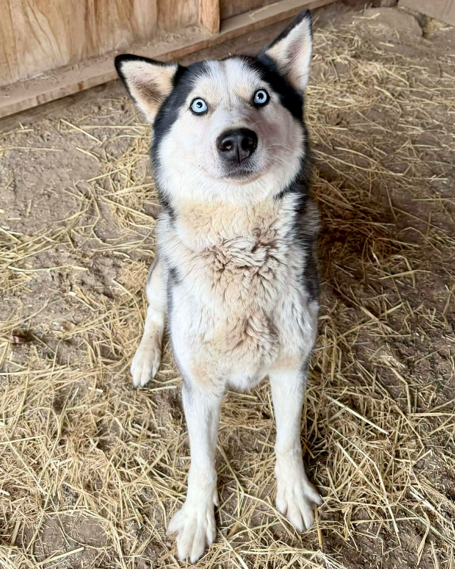 John Snow Sanctuary