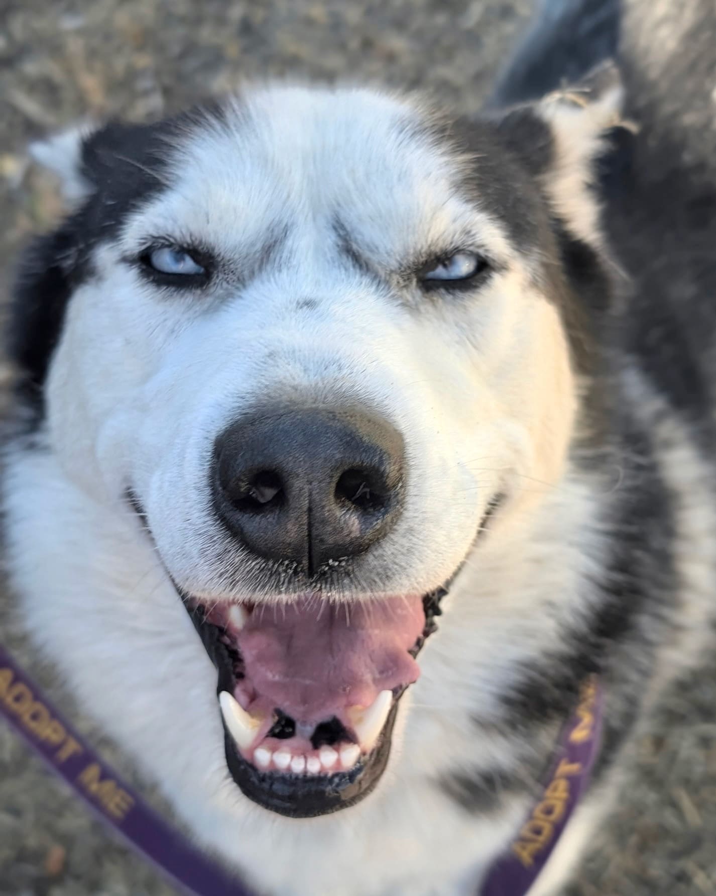 John Snow husky smile