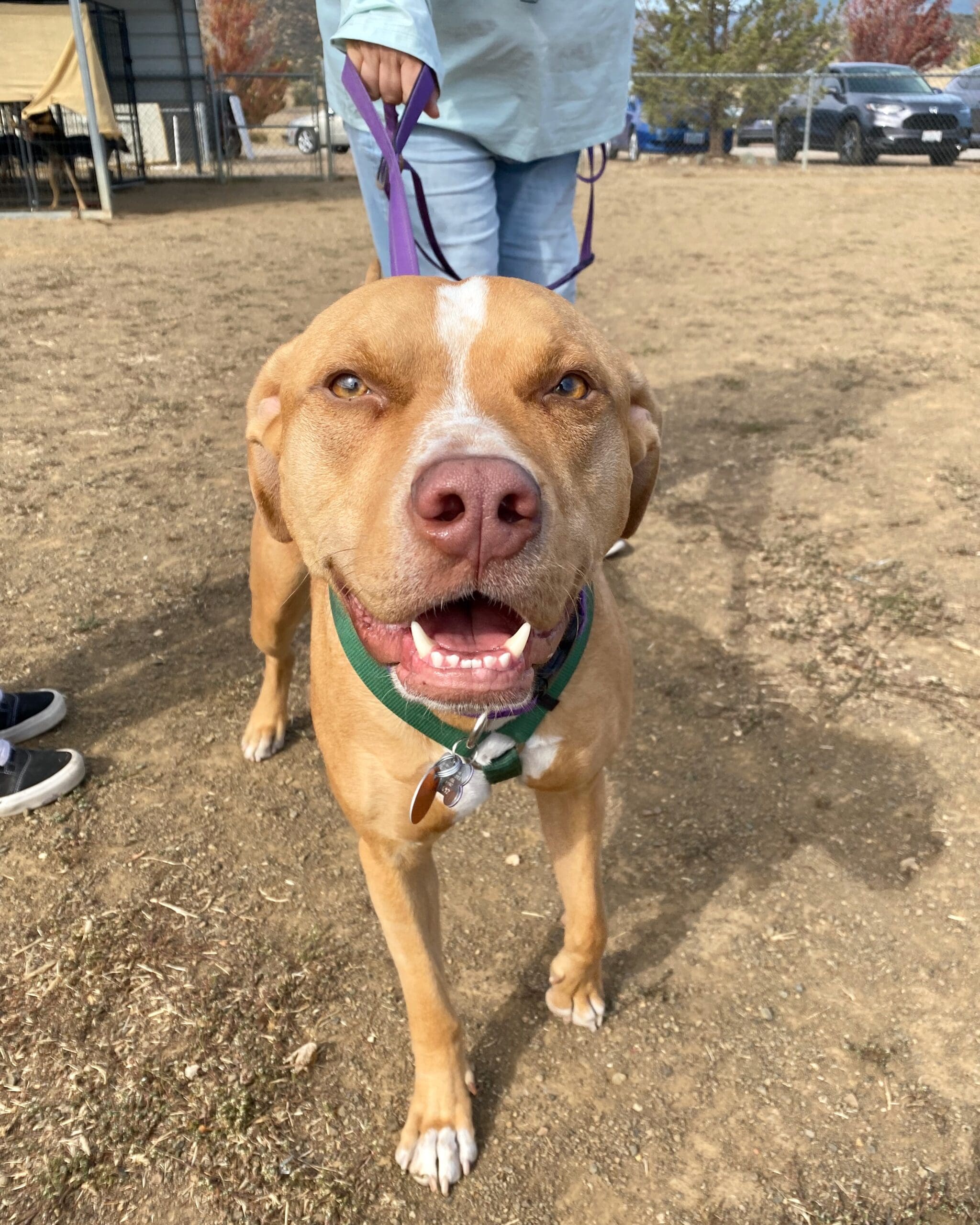 Visiting_pittie_Socialization_class