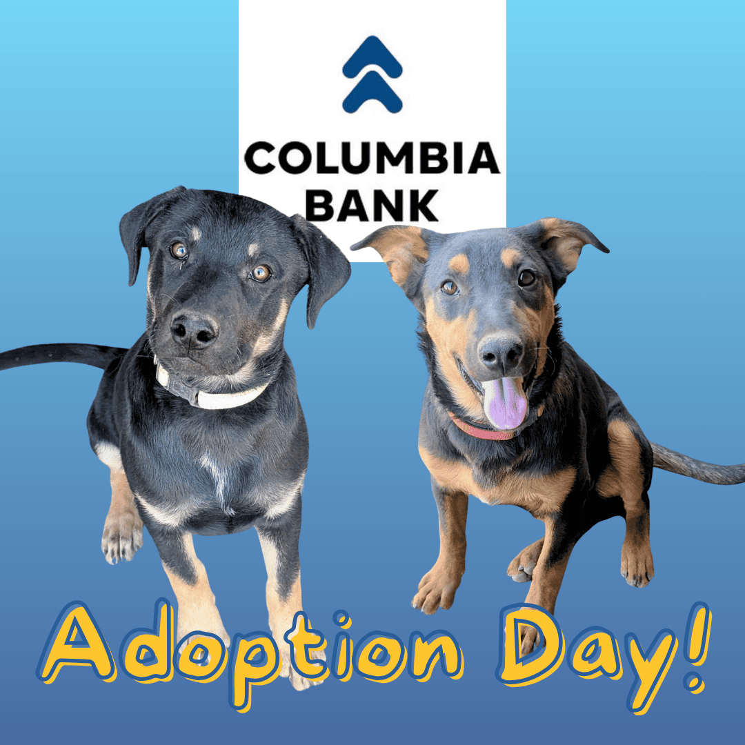 Columbia Bank Adoption Day