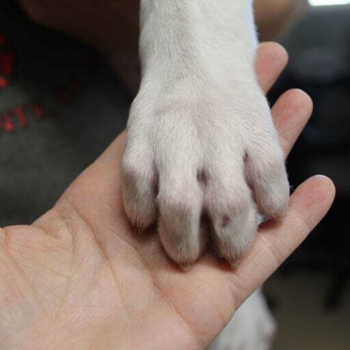 New claws growing in