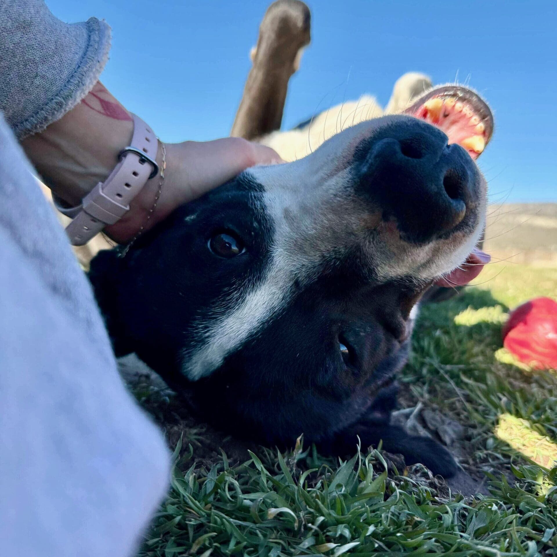 Kylo_happy_petting (1)