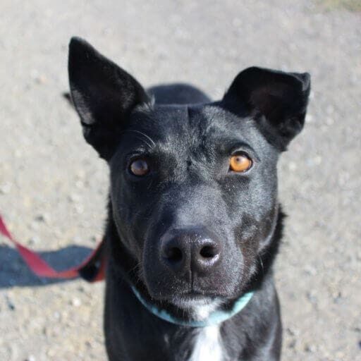 Adopt Lava Fire Survivor rescue Dog Paws