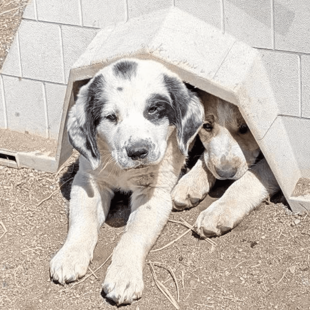 Puppypalooza_featured2