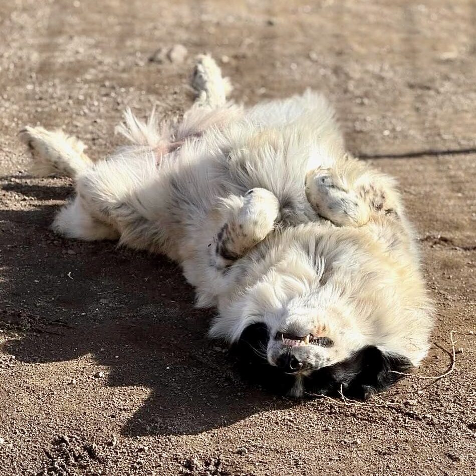 Rein_pyrenees_relaxing